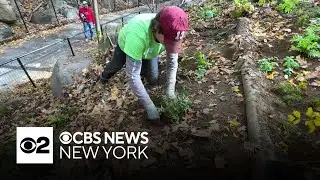 Workers, volunteers help restore Prospect Park