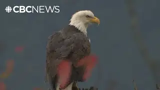 World’s largest bald eagle congregation descends on Harrison Mills