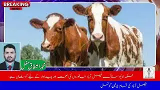 World Veterinary Day Director Livestock Dr. Syed Nadeem Badar Efficiency