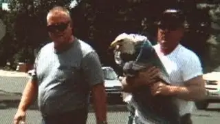 Wounded Bald Eagle Saved From Highway