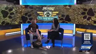 WPBF to the Rescue: Helping animals find forever homes