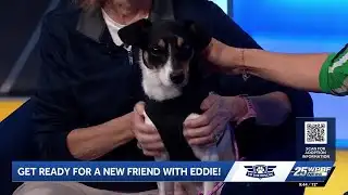 WPBF to the Rescue: Helping animals find forever homes