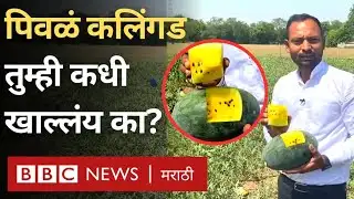 Yellow Watermelon Farming : पिवळं कलिंगड तुम्ही कधी खाल्लंय का? । Organic Watermelon Farming