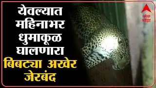 Yeola Leopard : महिन्याभरापासून धुमाकूळ घालणारा बिबट्या अखेर वन विभागाच्या पिंजऱ्यात