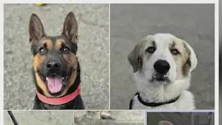 Yolo County Animal Services Shelter completely full, asks community members for help