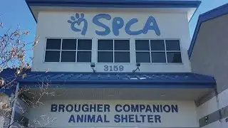 York County SPCA reverses stray dog policy after community feedback