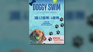YWCA Quad Cities to host paws-only swim for dogs