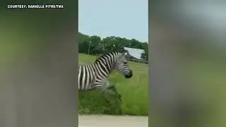 Zebra on the loose shuts down part of interstate