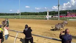 Zebras race at Colonial Downs on Friday