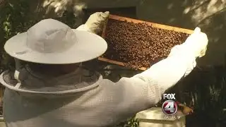 Zika spraying has local beekeepers panicking