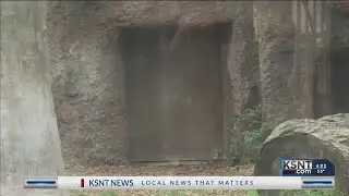 Zoo director explains how he thinks tiger attack happened